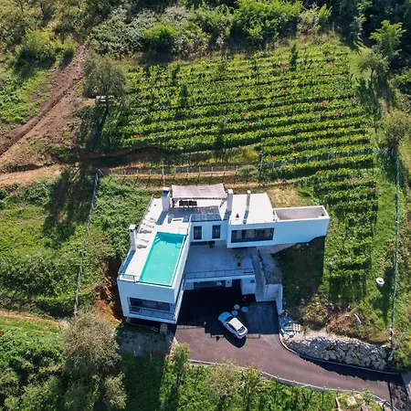 Wineyard - Vinograd